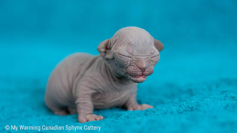 What Supplies Are Necessary for My New Kitten?
